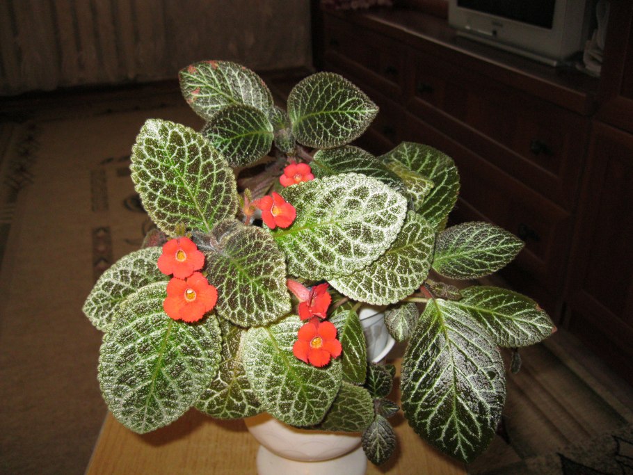 Эписция розовая пантера