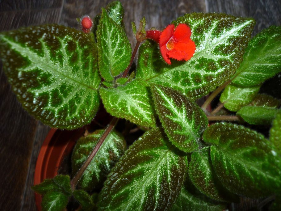 Эписция ползучая