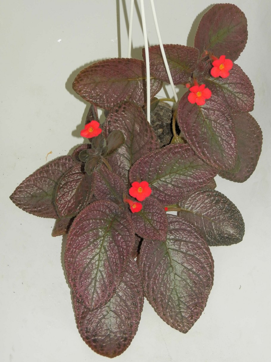 Эписция Химера