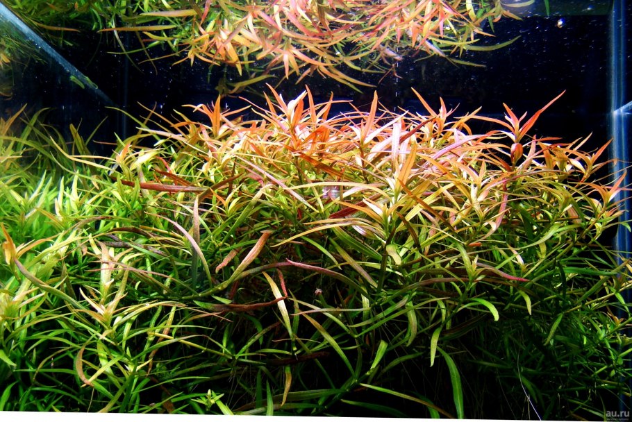 Людвигия Аркуата