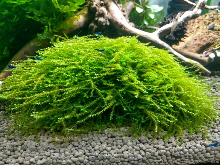 Moss SP. Bubble
