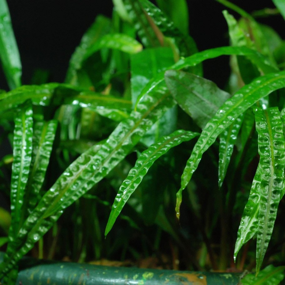 Криптокорина апоногетонолистная (Cryptocoryne aponogetifolia)