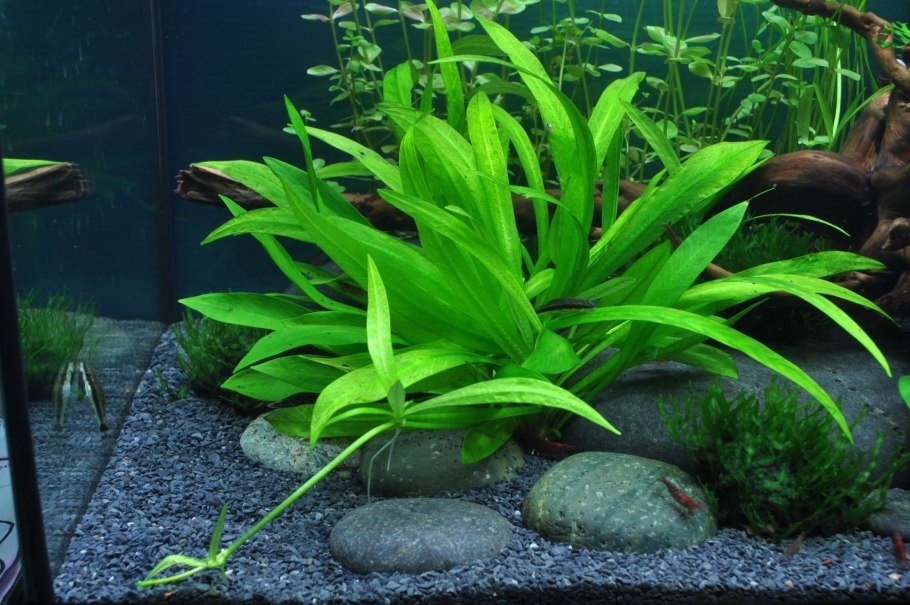 Эхинодорус квадрикостатус (Echinodorus quadricostatus)