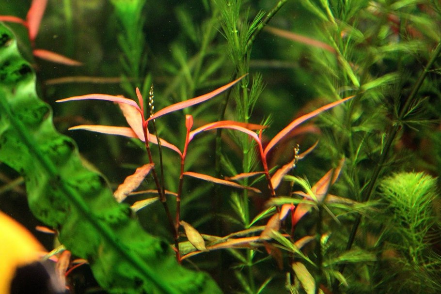 Ротала Цейлон аквариумное растение