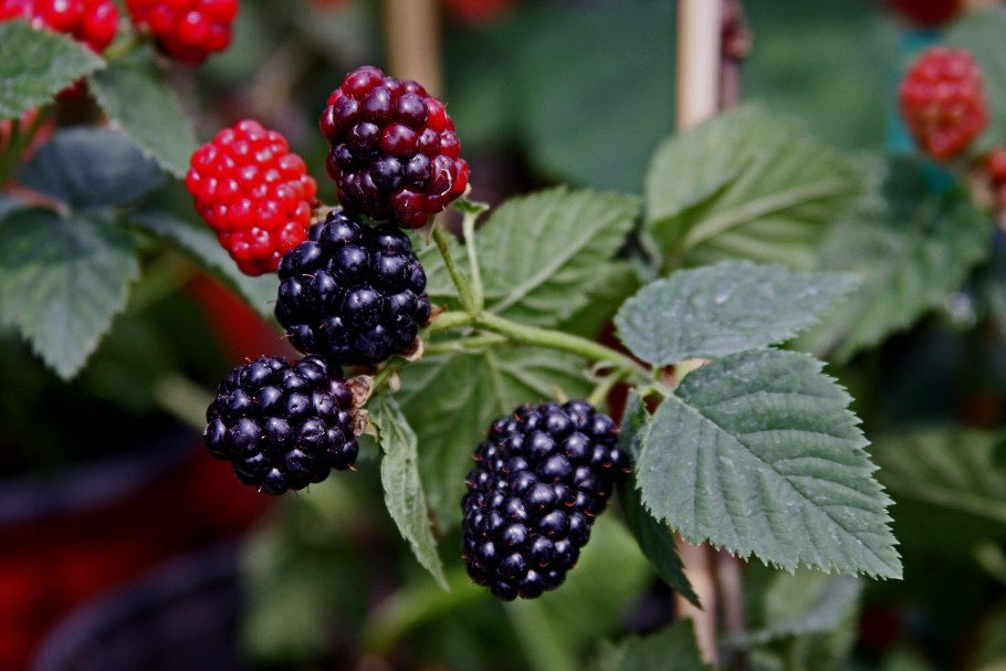 Ежевика кустистая Торнфри