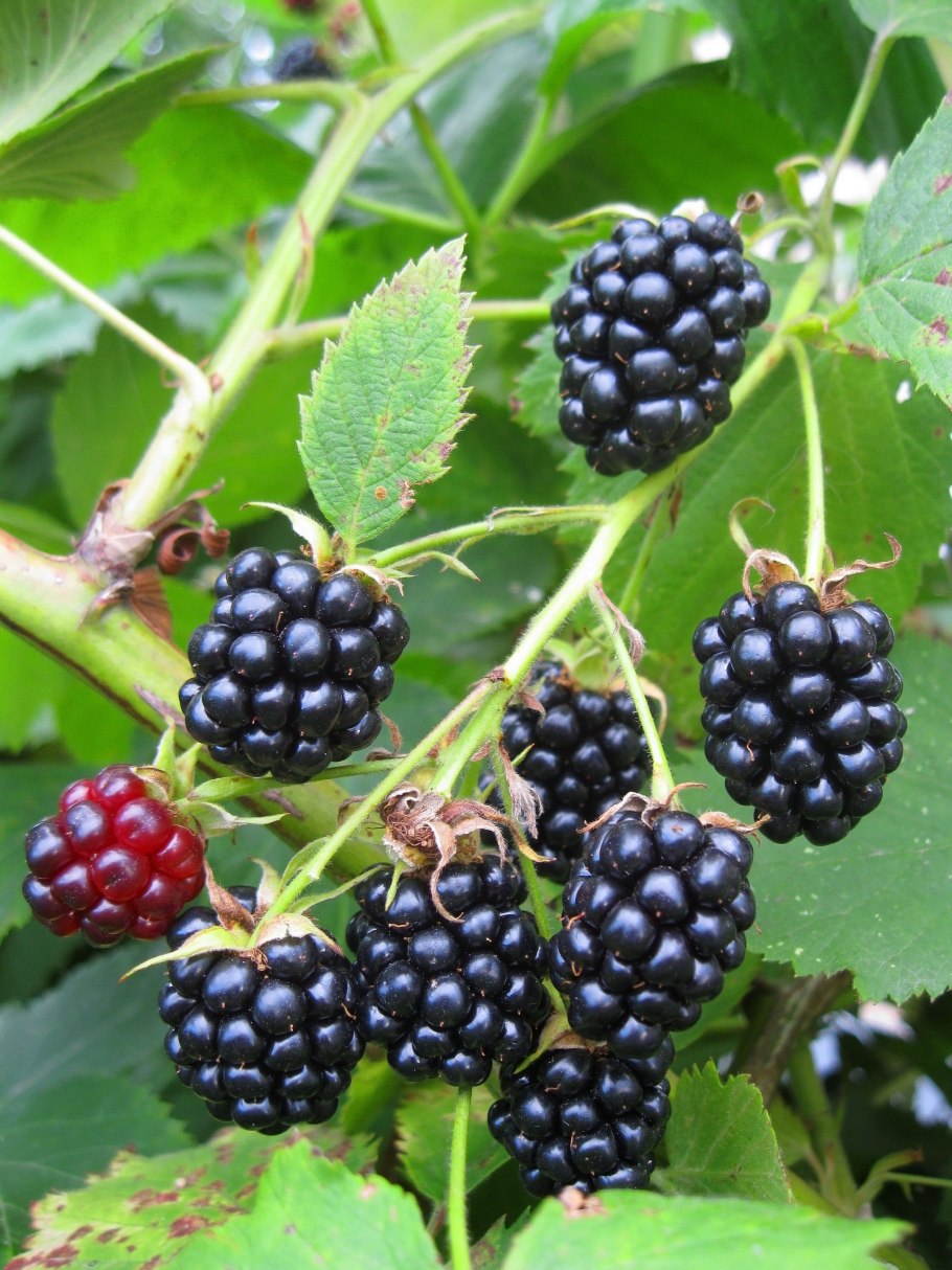 Ежевика Садовая