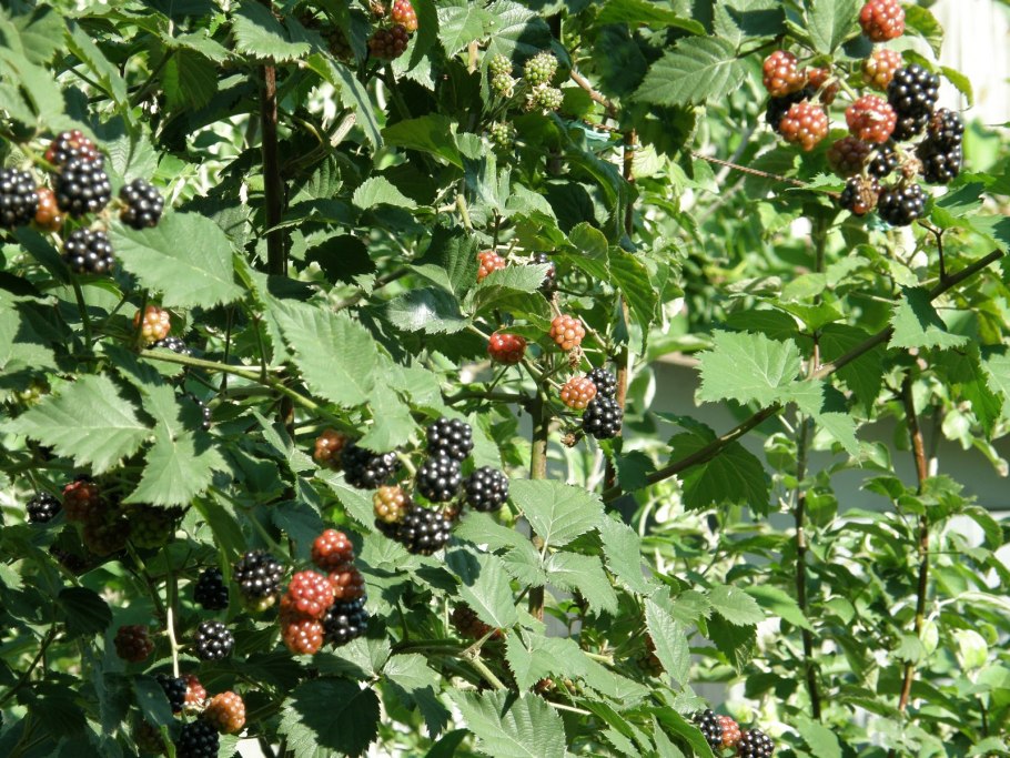 Ежевика сорт Торнфри