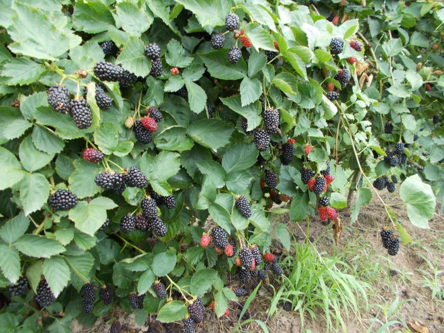 Лиановые растения плодоносящие ежевика