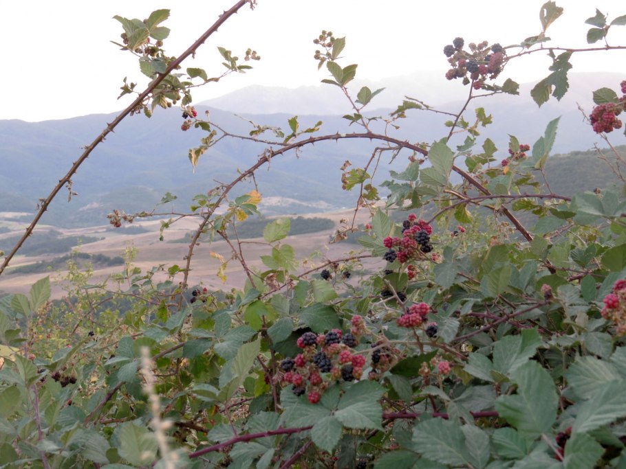 Ежевика Лиана