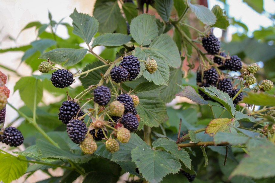 Ежевика куманика