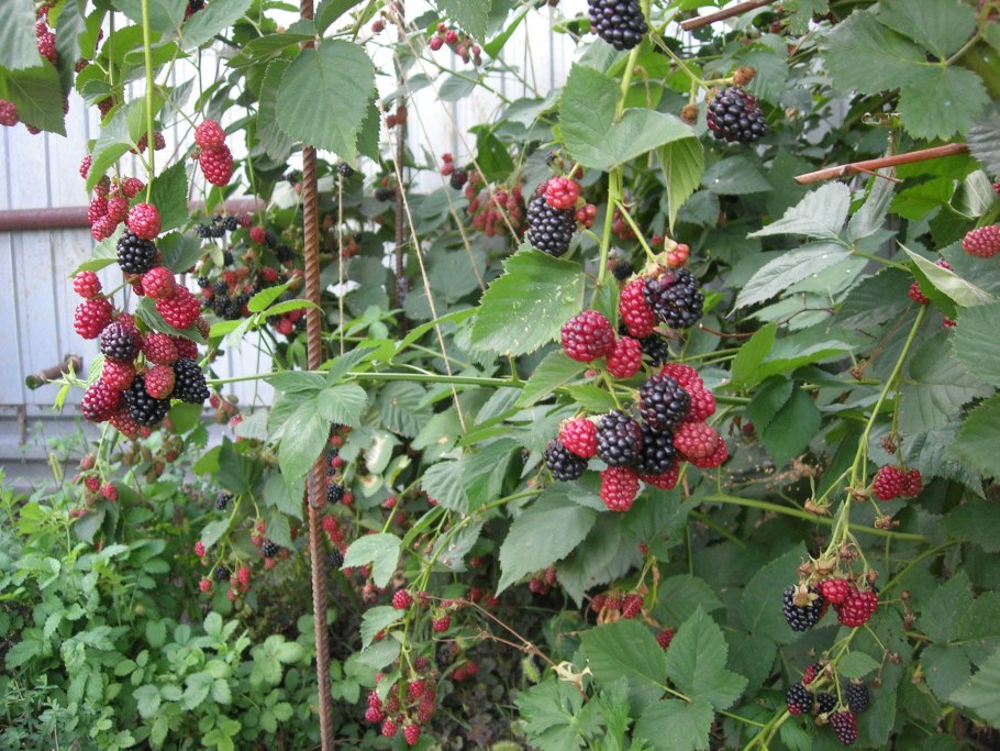 Ежевика кустарниковая