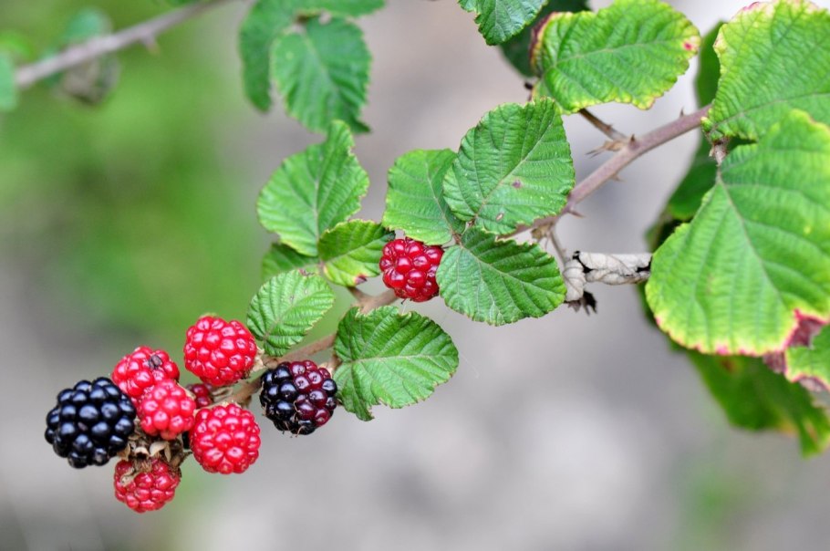 Ежевика в природе