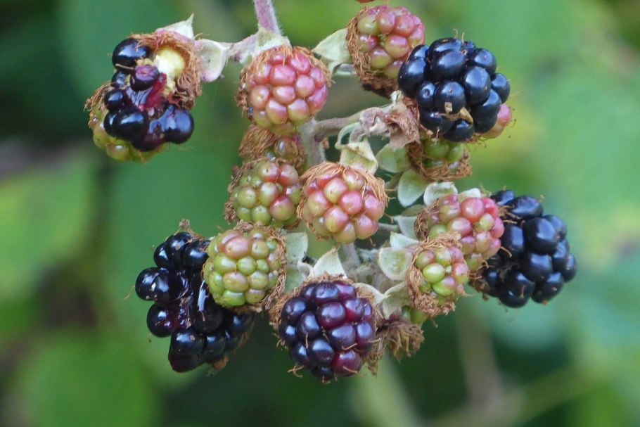 Ежевика личи