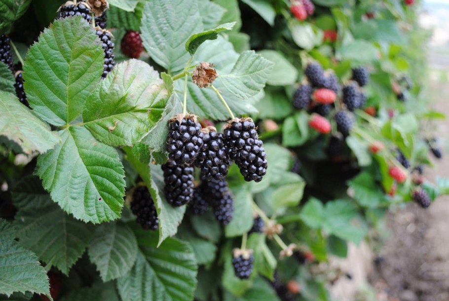 Ежемалина Тайберри