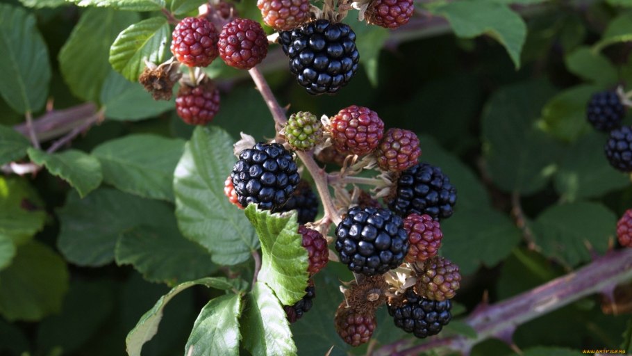 Куманика куст