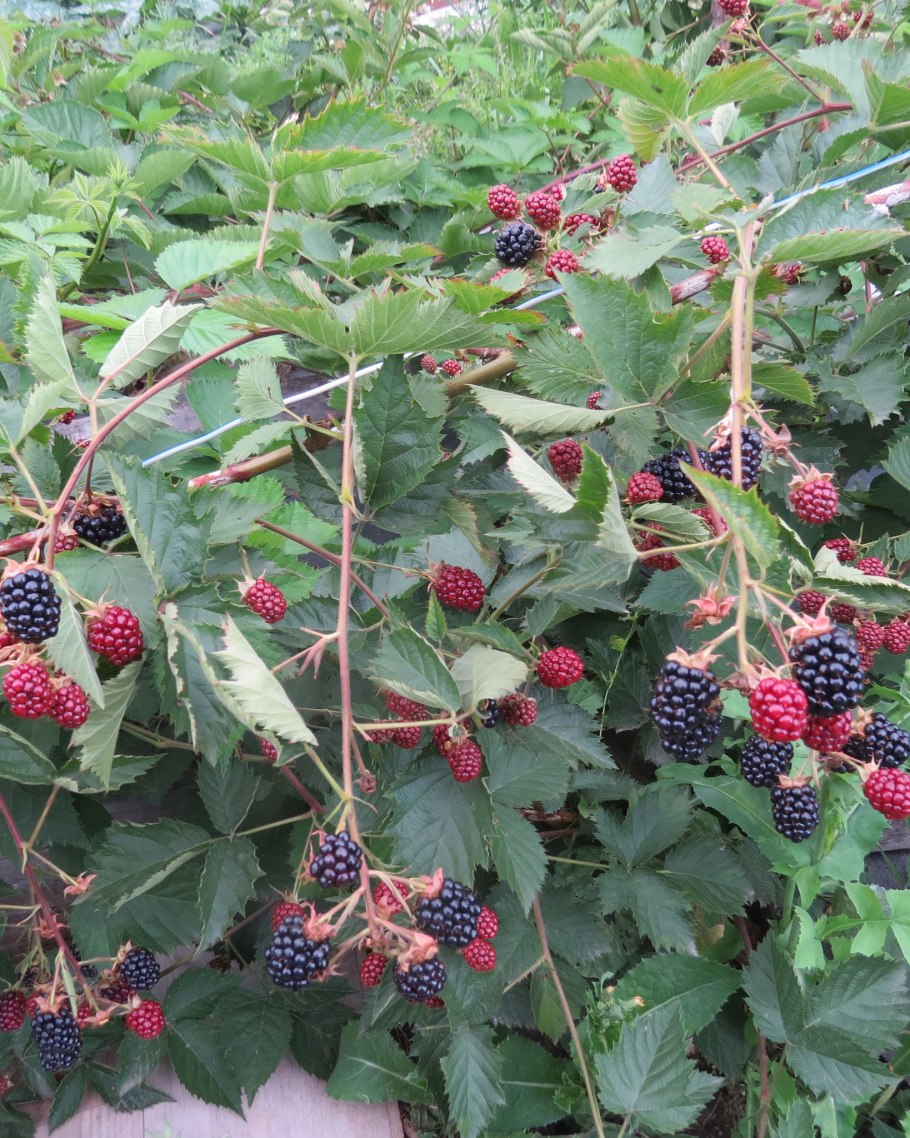 Ежевика Натчез (росяника)