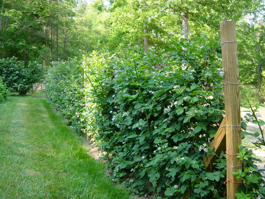 Шпалера для бесшипной ежевики