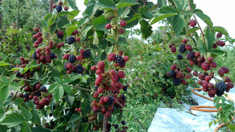 Ежевика Садовая куст