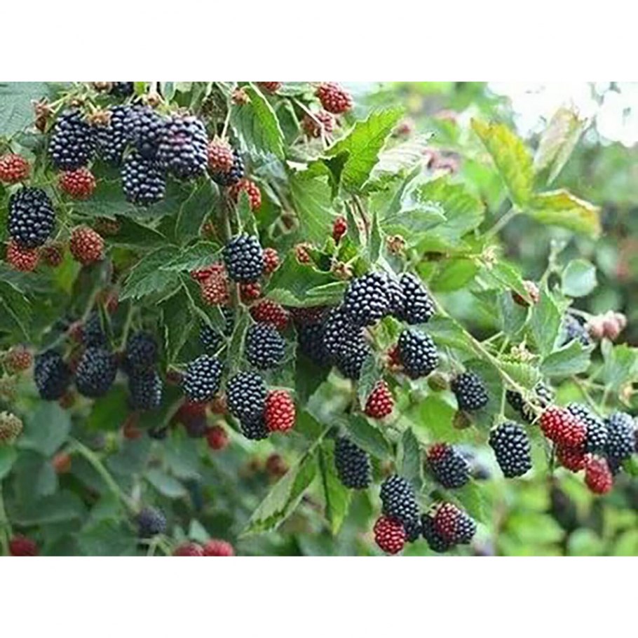 Ремонтантная ежевика Торнфри