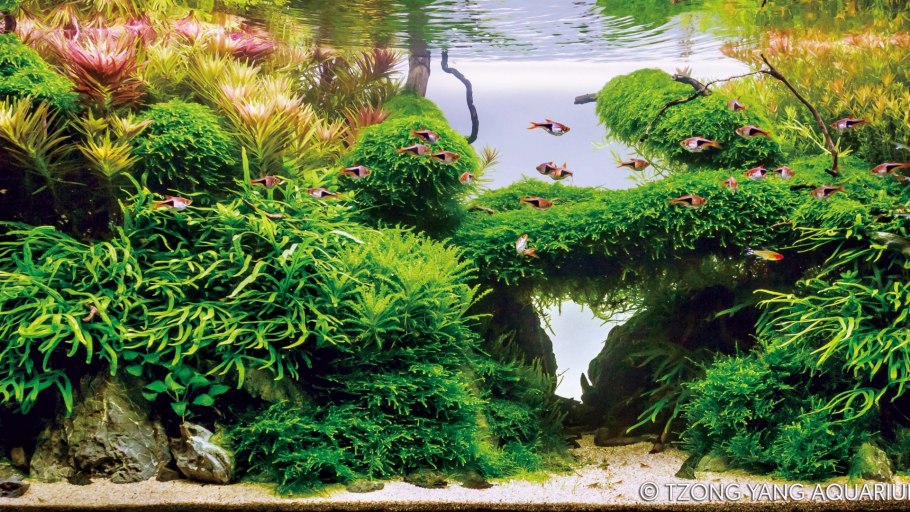 Речные растения в аквариуме