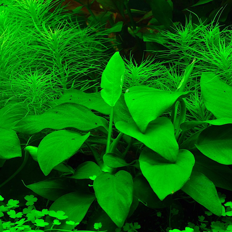 Анубиас аквариумное