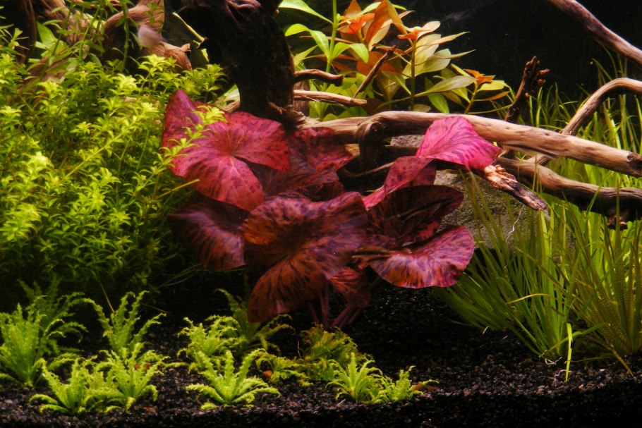 Нимфея тигровая красная (Nymphaea Lotus Red)