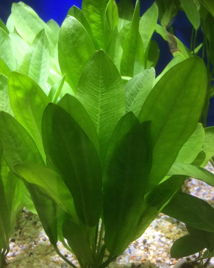 Эхинодорус мадаленгенсис