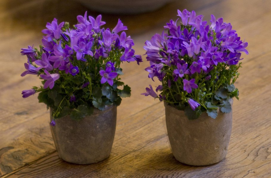 Кампанула ампельная