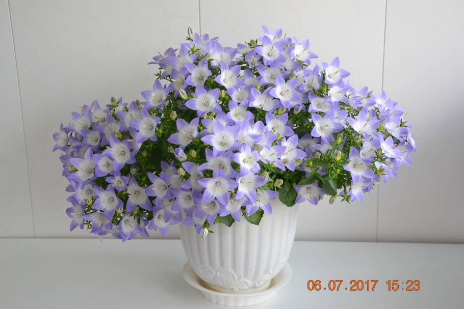 Кампанула цветок