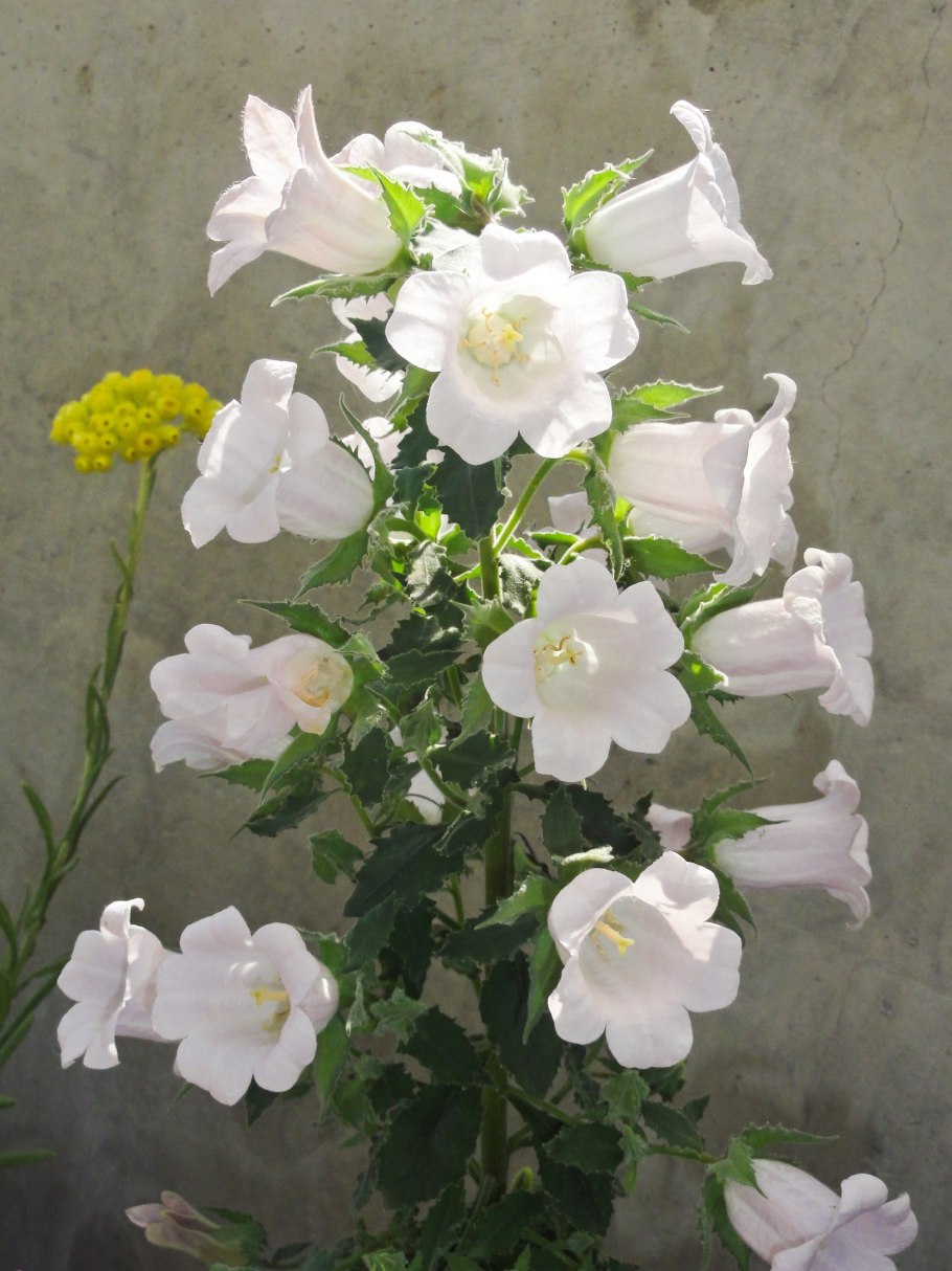 Колокольчик Портеншлага