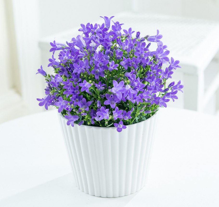 Кампанула почарскиана