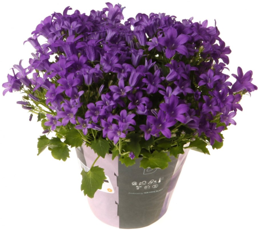 Цветы Кампанула жених и невеста