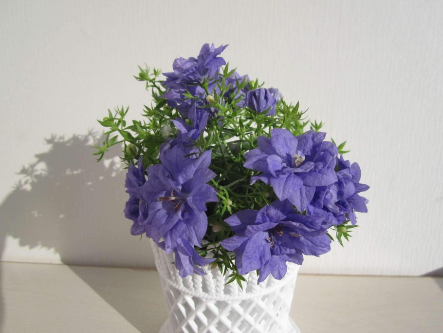 Кампанула жених и невеста