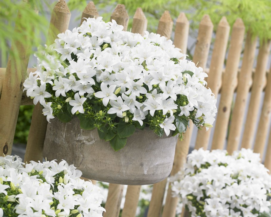 Кампанула Чирилло