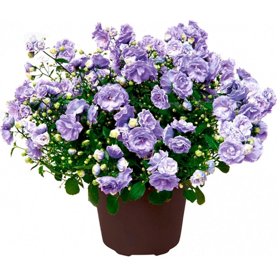 Кампанула блауранка