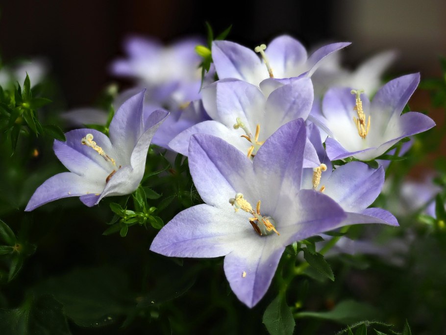 Кампанула Campanula