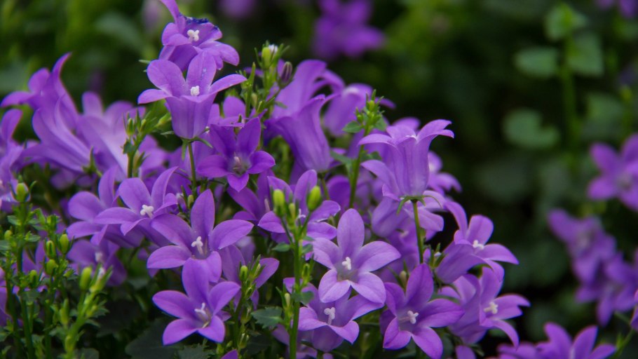 Кампанелла цветок