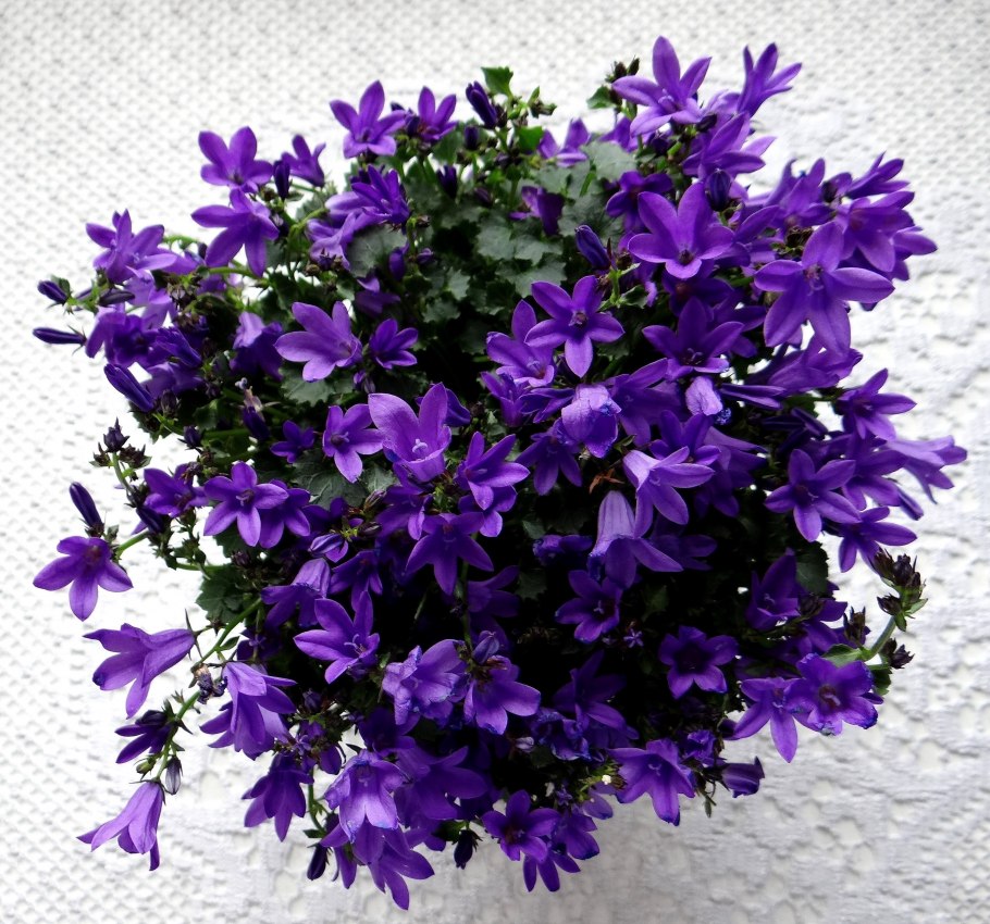 Кампанула махровая белая