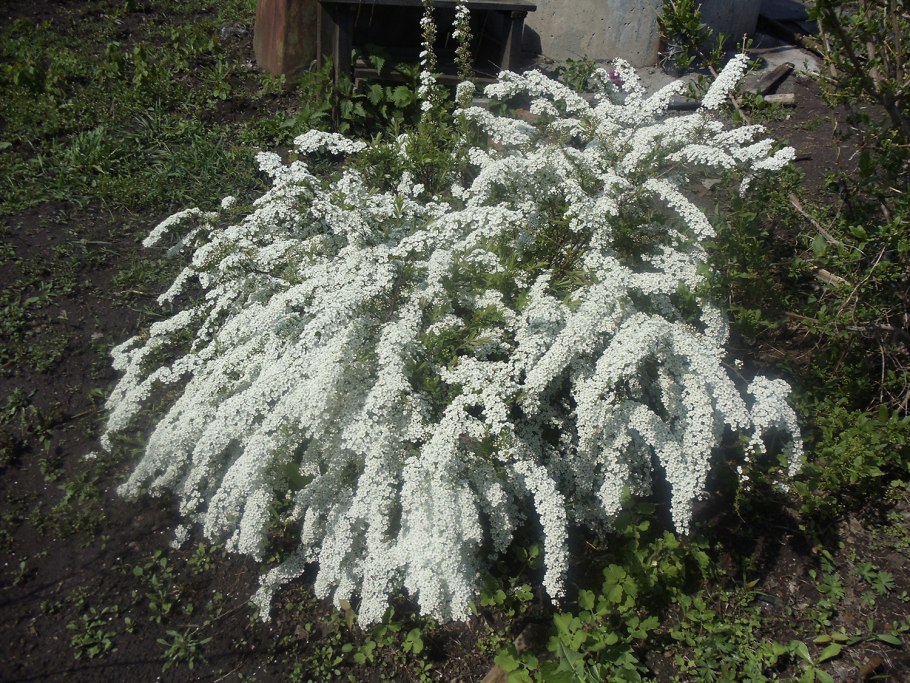 Куст невеста спирея