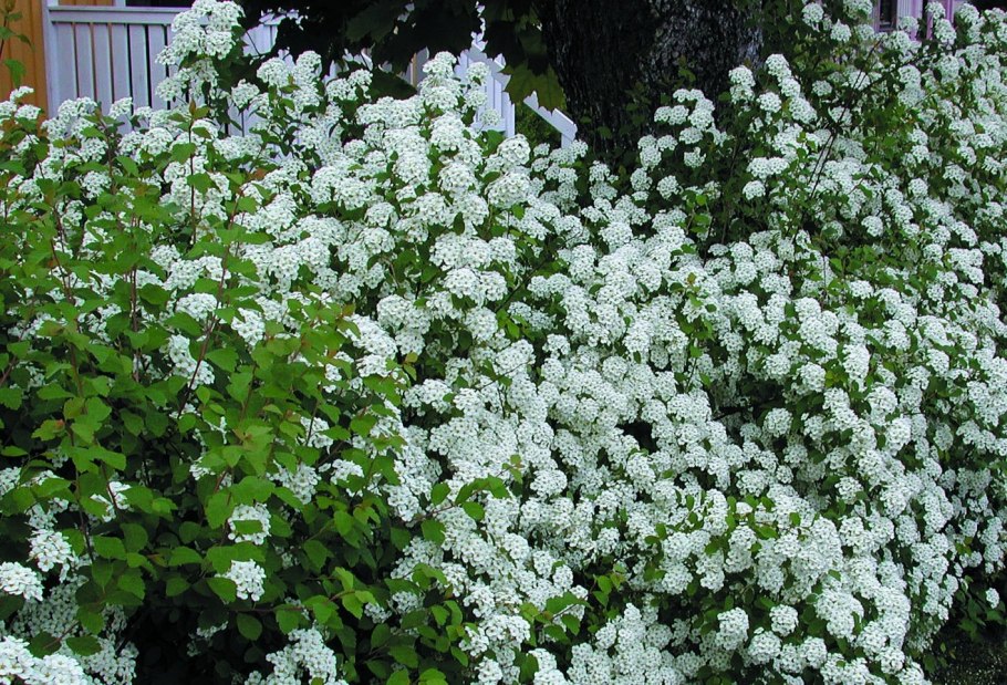 Спирея Вангутта