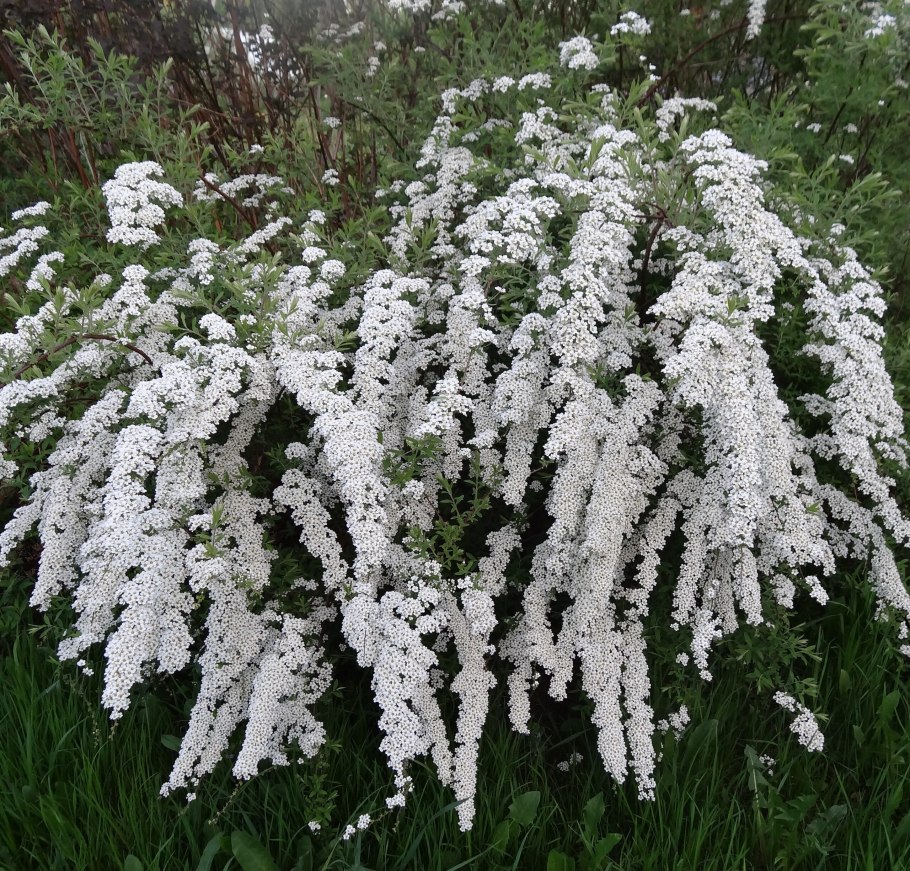 Спирея Ван-Гутта (Spiraea vanhouttei)