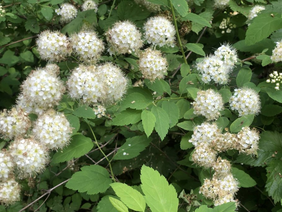 Спирея метельчатая белая