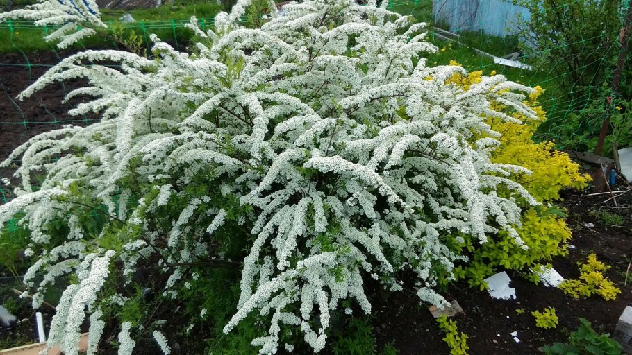 Спирея зимой