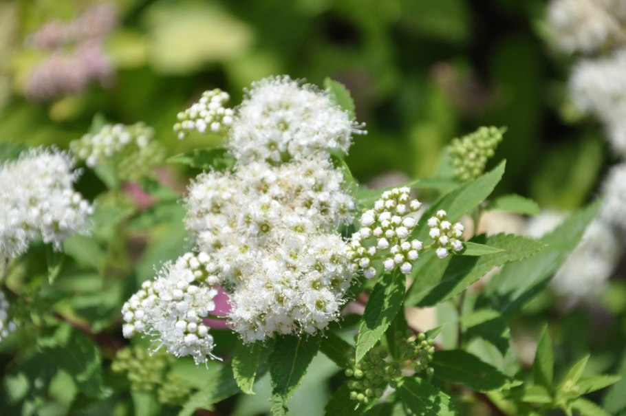 Таволга Вангутта