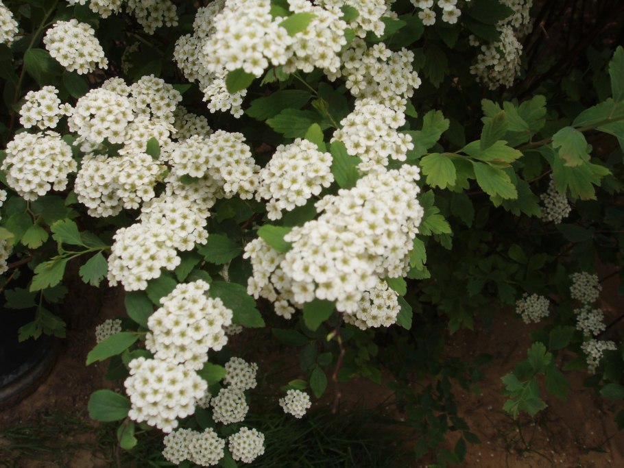 Спирея невеста