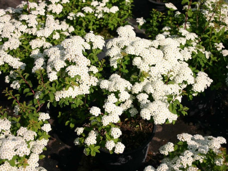 Спирея ниппонская халвард сильвер