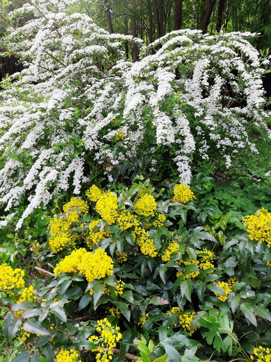 Спирея Бовера