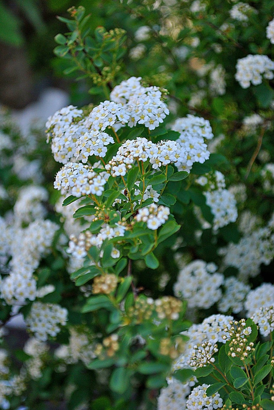 Спирея метельчатая белая