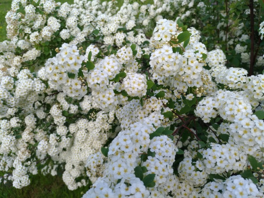 Спирея серая вангутта