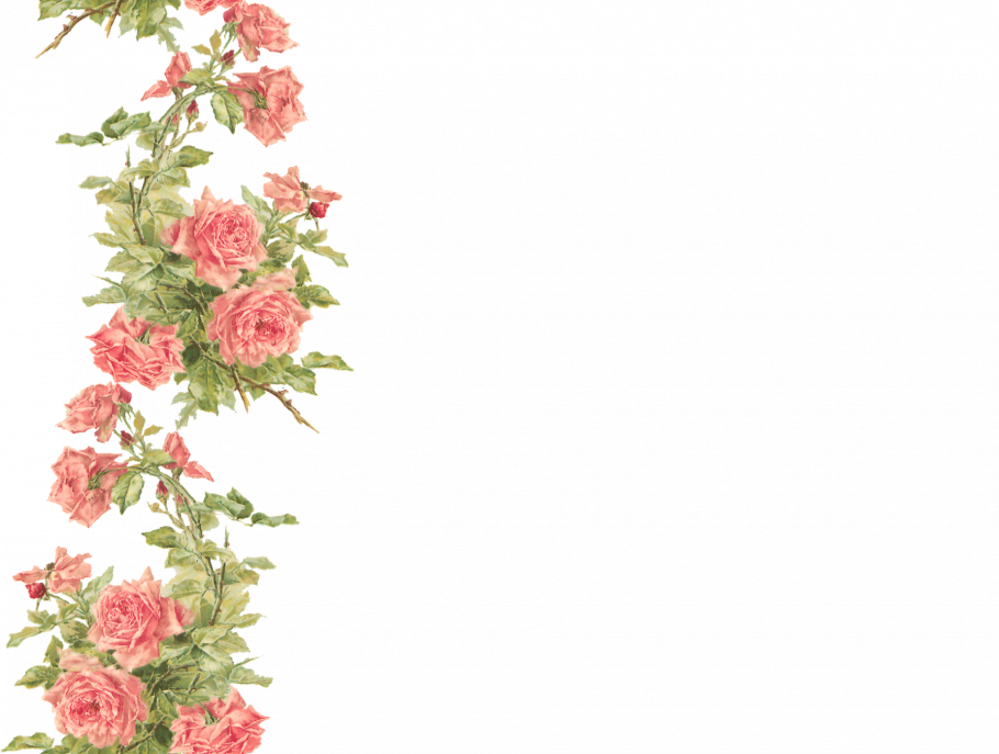 Роза плетистая ветка